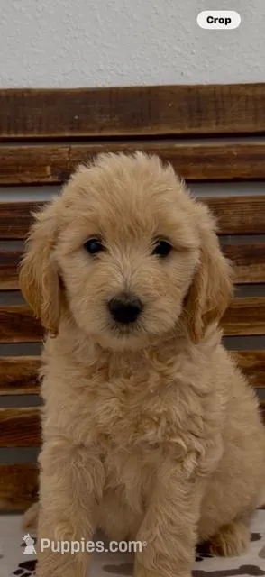 Goldendoodle  blue collar golden retriever male, a female Goldendoodle and Golden Retriever for sale in Merced, CA – Photo 1 of 10