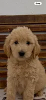 Goldendoodle  blue collar golden retriever male, a female Goldendoodle and Golden Retriever for sale in Merced, CA – Photo 1 of 10
