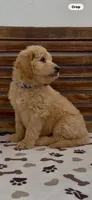 Goldendoodle  blue collar golden retriever male, a female Goldendoodle and Golden Retriever for sale in Merced, CA – Photo 8 of 10