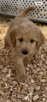 Goldendoodle golden retriever male, a female Goldendoodle and Golden Retriever for sale in Merced, CA – Photo 3 of 6