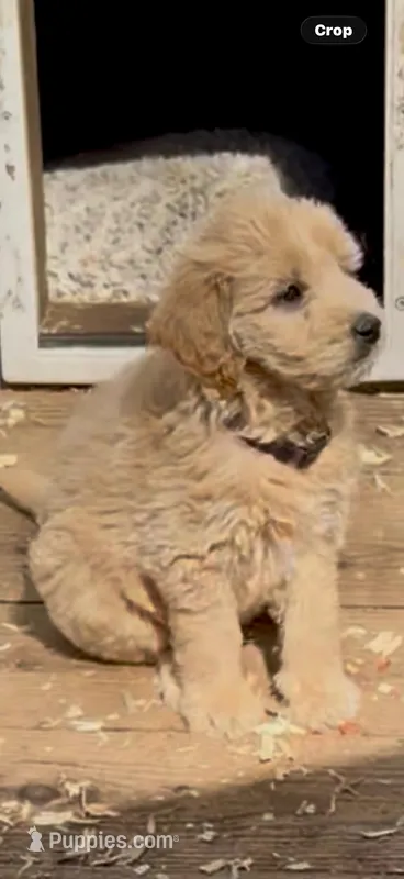 Goldendoodle golden retriever male