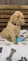 Goldendoodle golden retriever F1, a male Goldendoodle and Golden Retriever for sale in Manteca, CA – Photo 2 of 4