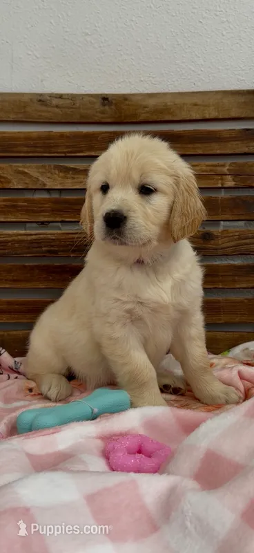 AKC Golden Retriever English Cream female – Golden Retriever puppy on hold in Modesto, CA