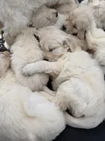 AKC English Cream golden retriever puppy, a  Golden Retriever and English Cream Golden Retriever for sale in Modesto, CA – 5 of 8