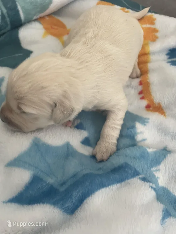 English Cream golden retriever female  – Golden Retriever, English Cream Golden Retriever puppy for sale in Modesto, CA