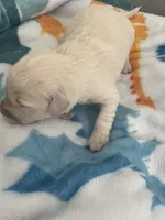 English Cream golden retriever female , a female Golden Retriever and English Cream Golden Retriever for sale in Modesto, CA – Photo 1 of 5