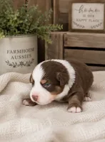 AKC Australian shepherd red tri male, a male Australian Shepherd for sale in Modesto, CA – 1 of 3
