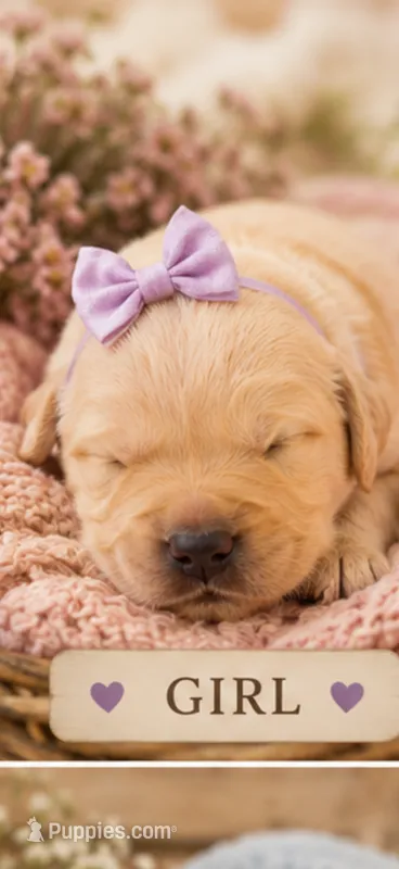 Golden Retriever light golden puppy – Golden Retriever puppy for sale in Modesto, CA