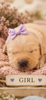 Golden Retriever light golden puppy, a female Golden Retriever for sale in Modesto, CA – 1 of 5