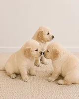 Golden Retriever light honey  golden female  puppy, a female Golden Retriever for sale in Modesto, CA – 5 of 9