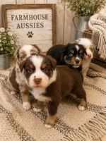 AKC Australian shepherd red tri , a male Australian Shepherd for sale in Modesto, CA – 5 of 7