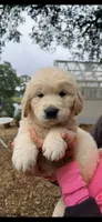 AKC honey golden retriever puppy , a  Golden Retriever for sale in Modesto, CA – 7 of 9