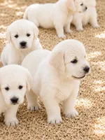 Golden Retriever light golden female , a female Golden Retriever and English Cream Golden Retriever for sale in Modesto, CA – 3 of 5