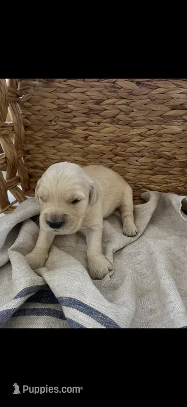 Golden retriever puppy male – Golden Retriever puppy for sale in Modesto, CA