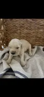 Golden retriever puppy male, a male Golden Retriever for sale in Modesto, CA – 1 of 8