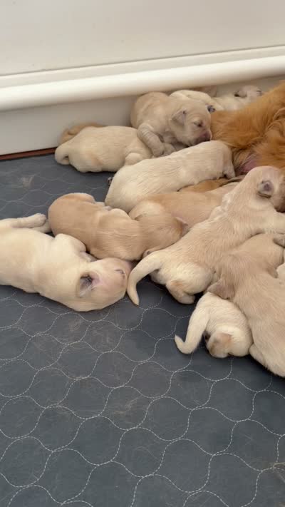 Golden retriever puppy light honey golden  male, a male Golden Retriever and English Cream Golden Retriever for sale in Modesto, CA – 9 of 10