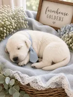 English Cream golden retriever puppy , a male Golden Retriever and English Cream Golden Retriever for sale in Modesto, CA – 1 of 4