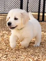 AKC Golden Retriever Golden retriever male, a male Golden Retriever and English Cream Golden Retriever for sale in Modesto, CA – 3 of 7