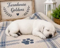 Golden Retriever English Cream Golden retriever male, a male Golden Retriever and English Cream Golden Retriever for sale in Modesto, CA – 2 of 8