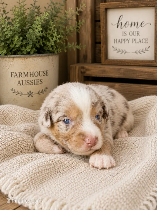 AKC Australian shepherd red Merle  – Australian Shepherd puppy for sale in Modesto, CA