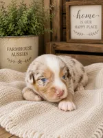 AKC Australian shepherd red Merle , a female Australian Shepherd for sale in Modesto, CA – 1 of 5