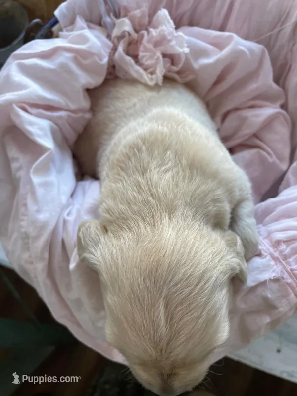 English Cream golden retriever female – Golden Retriever, English Cream Golden Retriever puppy for sale in Modesto, CA