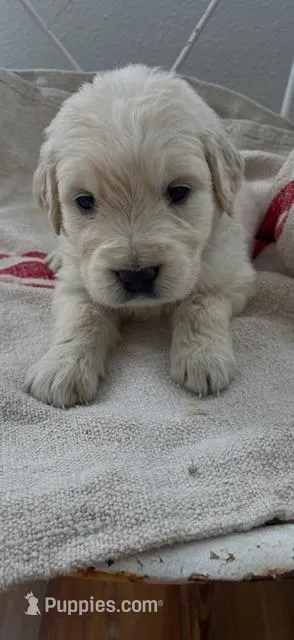 English Cream golden retriever female – Golden Retriever, English Cream Golden Retriever puppy for sale in Modesto, CA