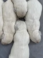 English Cream golden retriever female, a female Golden Retriever and English Cream Golden Retriever for sale in Modesto, CA – Photo 2 of 4