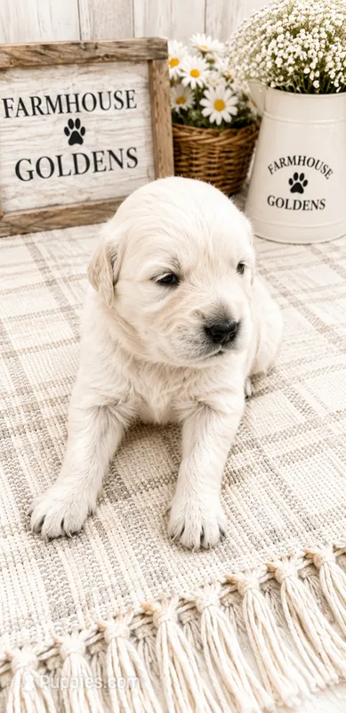 Golden Retriever English Cream Golden retriever male – Golden Retriever, English Cream Golden Retriever puppy for sale in Modesto, CA