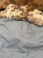 Golden retriever puppy light  honey golden male , a male Golden Retriever and English Cream Golden Retriever for sale in Modesto, CA – 6 of 8
