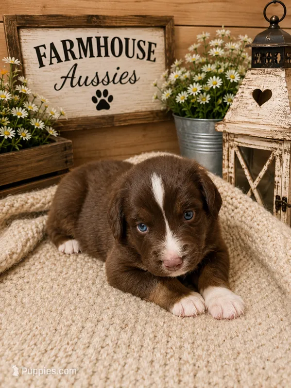 Australian shepherd red tri male – Australian Shepherd puppy for sale in Modesto, CA