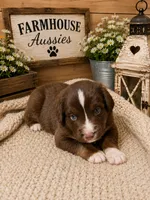 Australian shepherd red tri male, a male Australian Shepherd for sale in Modesto, CA – 1 of 5