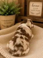 AKC Australian shepherd puppy red merle, a female Australian Shepherd for sale in Modesto, CA – 2 of 5