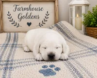 Golden Retriever English  Cream male puppy, a male Golden Retriever for sale in Modesto, CA – 7 of 10