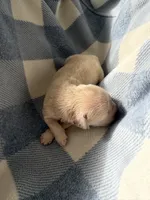 Golden retriever puppy light golden male, a male Golden Retriever and English Cream Golden Retriever for sale in Modesto, CA – 1 of 9