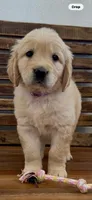 AKC golden retriever purple collar, a female Golden Retriever and English Cream Golden Retriever for sale in Modesto, CA – Photo 2 of 4