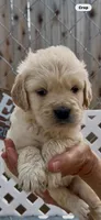 AKC Golden Retriever puppy , a female Golden Retriever for sale in Merced, CA – Photo 2 of 4
