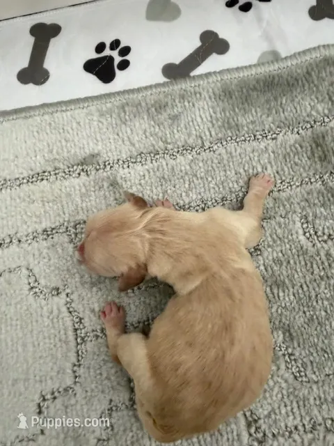 AKC Golden Retriever puppy 5