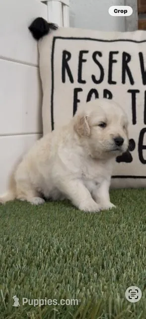 AKC Golden Retriever puppy male light golden, a male Golden Retriever for sale in Merced, CA – Photo 1 of 6