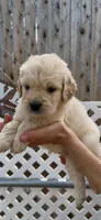 AKC Golden Retriever puppy , a female Golden Retriever for sale in Merced, CA – Photo 4 of 4