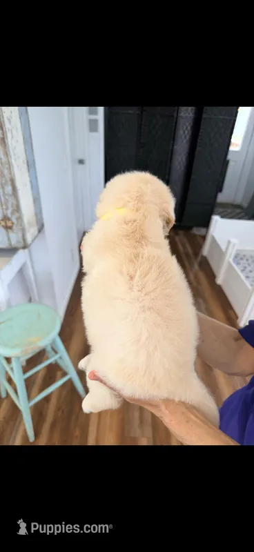 AKC Golden Retriever puppy male yellow collar