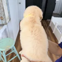 AKC Golden Retriever puppy male yellow collar, a male Golden Retriever for sale in Modesto, CA – Photo 1 of 2