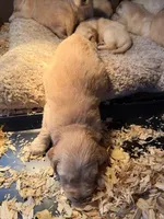 AKC Golden Retriever puppy 5, a female Golden Retriever and English Cream Golden Retriever for sale in Manteca, CA – Photo 4 of 5