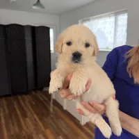 AKC Golden Retriever puppy male yellow collar, a male Golden Retriever for sale in Modesto, CA – Photo 2 of 2