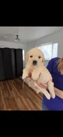 AKC Golden Retriever puppy male yellow collar, a male Golden Retriever for sale in Modesto, CA – Photo 2 of 2