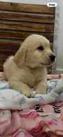 AKC honey golden retriever puppy , a  Golden Retriever for sale in Modesto, CA – 2 of 9