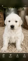 AKC Golden retriever puppy , a male Golden Retriever for sale in Modesto, CA – 5 of 8