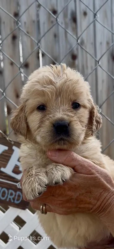 AKC  golden retriever female