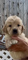 AKC  golden retriever female, a female Golden Retriever and English Cream Golden Retriever for sale in Merced, CA – Photo 1 of 6