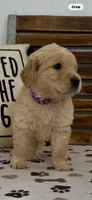AKC  golden retriever female purple collar, a female Golden Retriever for sale in Merced, CA – Photo 3 of 6